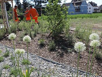 Im neuen Stadtpark  darf sich das Grün jetzt voll entfalten.Foto: Barbara Herbst