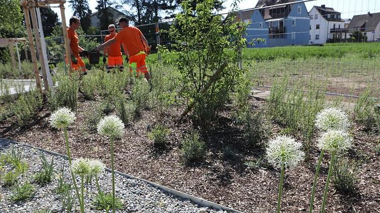 Im neuen Stadtpark  darf sich das Grün jetzt voll entfalten.Foto: Barbara Herbst