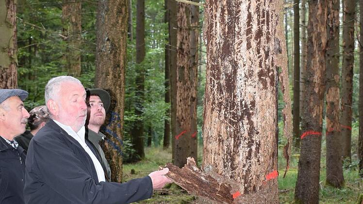 Der Körperschaftsvorsitzende Erich Greubel zeigt den Mitgliedern die Schäden an der Fichte durch den Borkenkäfer.  Foto: Andreas Lomb