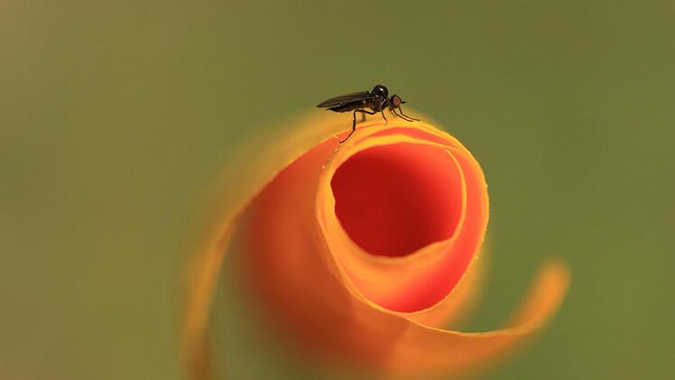 Das Bild "Weiche Landung" von Heidi Becker (Blende) ist ein Musterbeispiel f&uuml;r das Thema "Welt der kleinen Dinge".