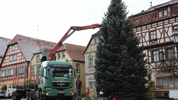 Stattliche zwölf Meter hoch ist der prachtvoll gewachsene Christbaum, den die städtischen Arbeiter gestern vor dem Neptunbrunnen platzierten. Fotos: Eckehard Kiesewetter