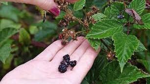 Die Wald-Brombeeren gibt es noch im September.