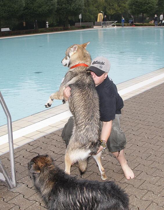 Hundeschwimmen im Kitzinger Freibad
