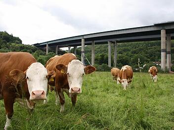 Noch grasen die Kühe unterhalb der Sinntalbrücke, am 22. Juni dürfen sie dort nicht mehr stehen, weil der Absperrradius bis auf die Wiese reicht. Fotos: Ralf Ruppert