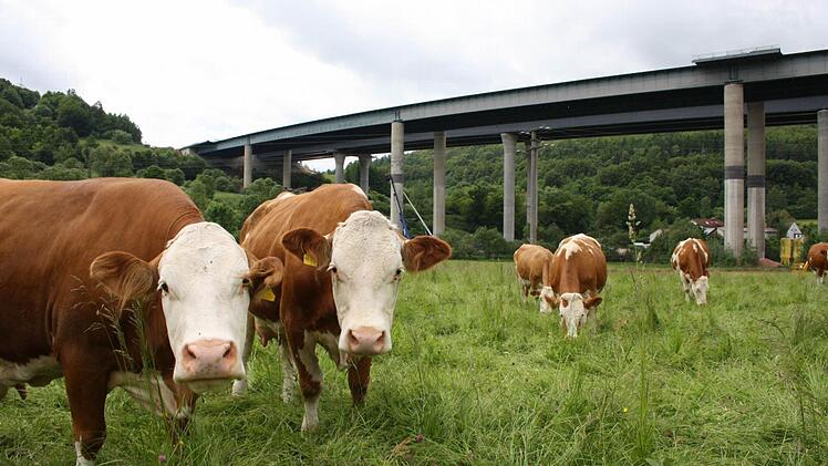 Noch grasen die Kühe unterhalb der Sinntalbrücke, am 22. Juni dürfen sie dort nicht mehr stehen, weil der Absperrradius bis auf die Wiese reicht. Fotos: Ralf Ruppert