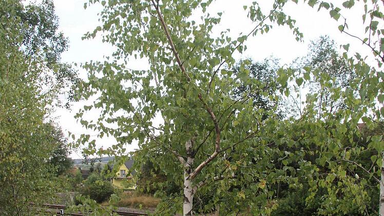 So sollten Birken im August aussehen. Dort, wo einige Regenschauer fielen, sind sie noch grün.