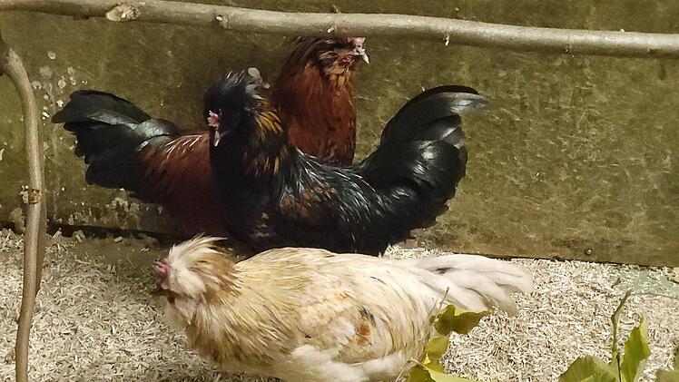 SplitImage 1763727442