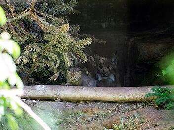 S&uuml;&szlig;er Nachwuchs im Tiergarten N&uuml;rnberg: "Das ist ein gro&szlig;er Erfolg"