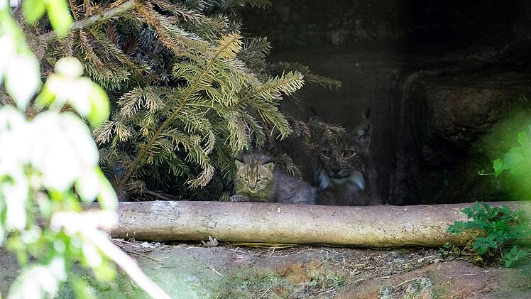 S&uuml;&szlig;er Nachwuchs im Tiergarten N&uuml;rnberg: "Das ist ein gro&szlig;er Erfolg"
