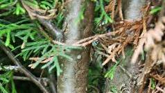 So harmlos sehen die ersten Verbissspuren aus. Fotos: Simone Bastian