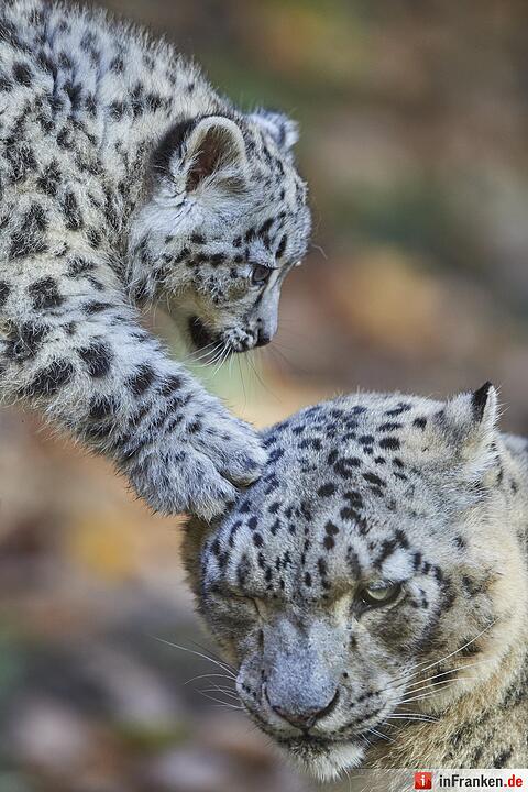 Junge Schneeleoparden im Tiergarten