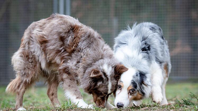 "Honey" (rechts) ist neun Jahre alt. Foto: Thomas Hahn