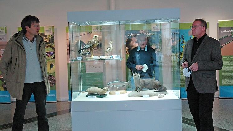 Stefan Beyer, Vorsitzender BUND Coburg (links), und Carsten Ritzau freuen sich über die Ausstellung "Fischotter - Der König des Wassers kehrt zurück". Wilhelm Stadelmann (Mitte) vom BUND Coburg betrachtet die Ausstellung aus einer anderen Perspektive. Foto: Edwin Meißinger