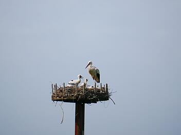 Eine Storchenfamilie lebt im Lauertal. Mit einem Teleobjektv gelangen diese Aufnahmen aus der Ferne. Foto: Heike Beudert
