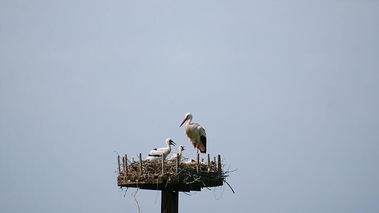 Eine Storchenfamilie lebt im Lauertal. Mit einem Teleobjektv gelangen diese Aufnahmen aus der Ferne. Foto: Heike Beudert