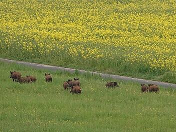 Hat die Natur im Frankenwald auf die Coronapause reagiert? Foto: Roland Schönmüller