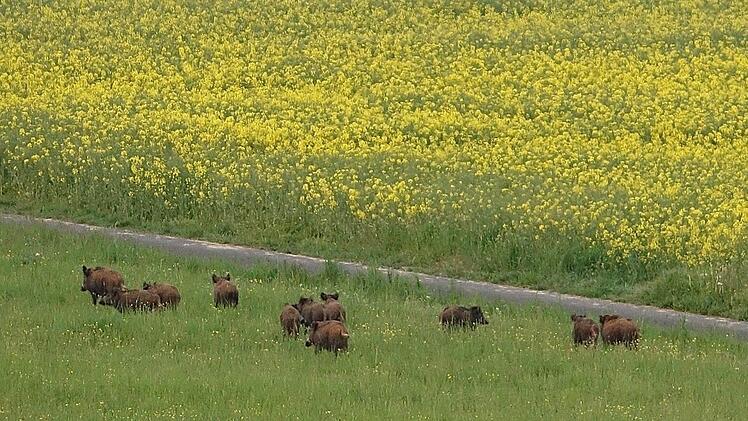 Hat die Natur im Frankenwald auf die Coronapause reagiert? Foto: Roland Schönmüller