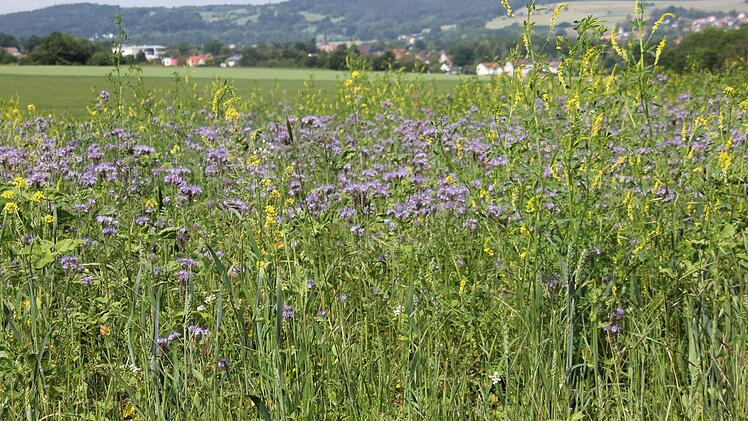 Blühende Wiesen sorgen dafür, dass die Artenvielfalt erhalten bleibt.