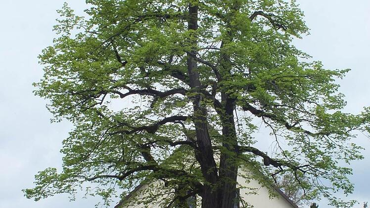 Die Dorflinde in Windheim.