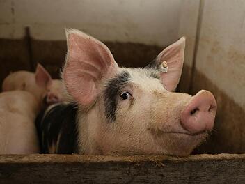 In einem Himmelkroner Stall sind 500 Mastschweine (hier ein Symbolbild) erstickt. Foto: Archiv/Barbara Herbst