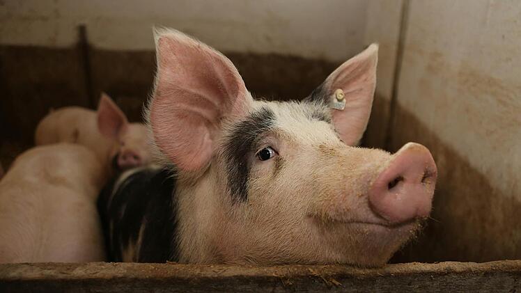 In einem Himmelkroner Stall sind 500 Mastschweine (hier ein Symbolbild) erstickt. Foto: Archiv/Barbara Herbst