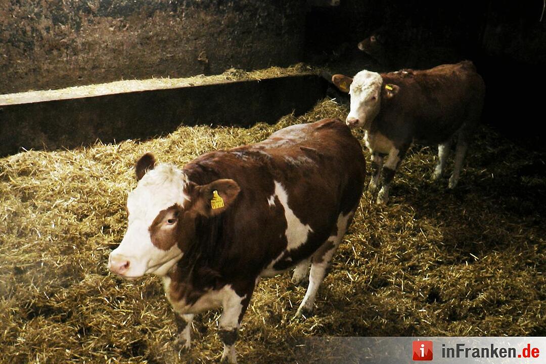 Brand in landwirtschaftlichem Betrieb in Wagenhausen