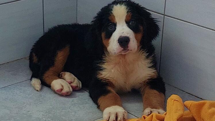 Tierheim Pfaffengrün: 72 Welpen aus Transport-Hölle befreit – Hunde mit furchtbaren "Wurmbäuchen"