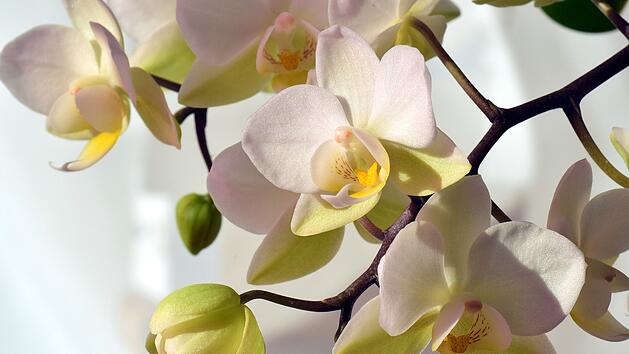 Orchidee, Orchideen