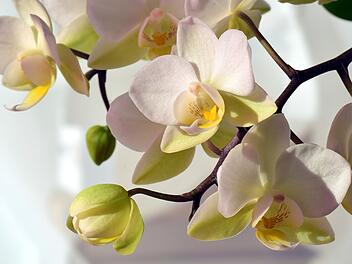 Orchidee, Orchideen