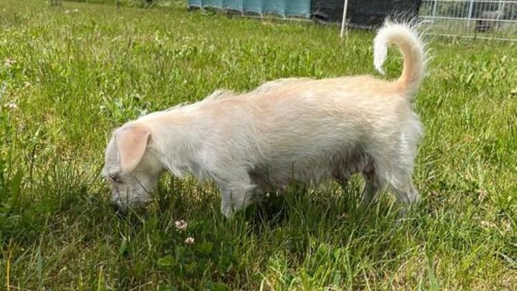 Tierheim Haßberge: Welpen wurden in Einkaufstüte gebracht