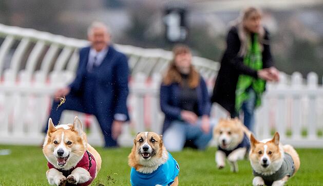 Corgi-Derby 2026