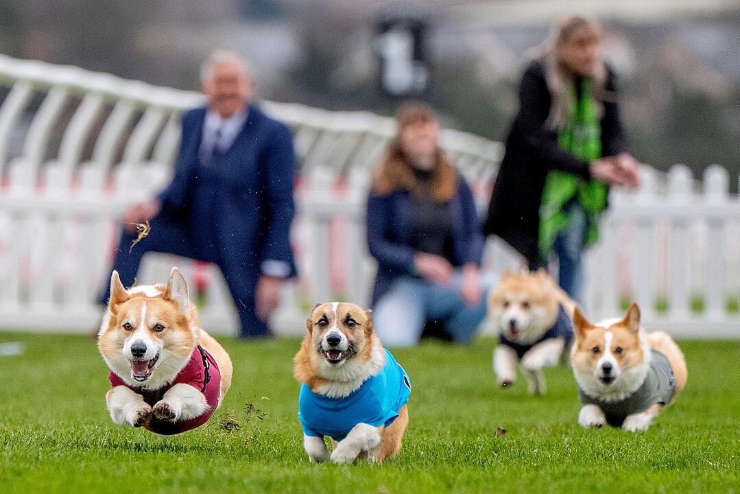 Corgi-Derby 2026