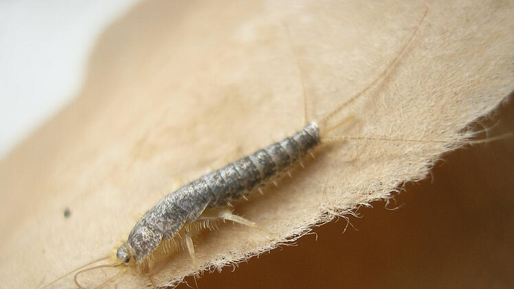 Papierfischchen werden zu Extrem-Plage in Deutschland - so solltest du bei einem Befall reagieren