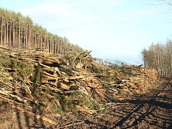 Wo ein großer Wald war, liegen  jetzt  Bäume. Für den Bau der neuen Autobahntrasse wird bei Thurnau in großem Umfang gerodet.Alexander Hartmann