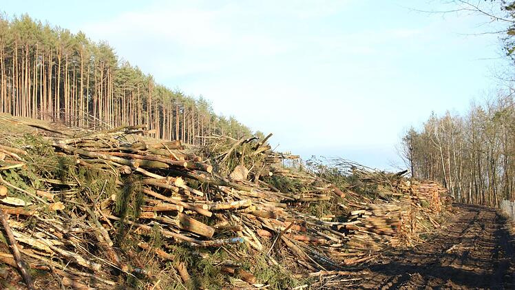 Wo ein großer Wald war, liegen  jetzt  Bäume. Für den Bau der neuen Autobahntrasse wird bei Thurnau in großem Umfang gerodet.Alexander Hartmann