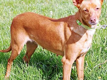 Vera blickt (noch?) in eine ungewisse Zukunft. Foto: Tierheim