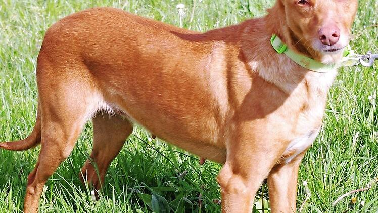 Vera blickt (noch?) in eine ungewisse Zukunft. Foto: Tierheim