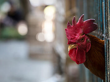 hühnerstall,geflügel, käfig, markt, hahn, vogelgrippe, geflügelpest, huhn,