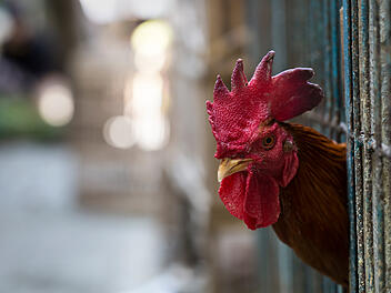 Vogelgrippe breitet sich in Deutschland aus: Wichtige Maßnahmen hühnerstall,geflügel, käfig, markt, hahn, vogelgrippe, geflügelpest, huhn,