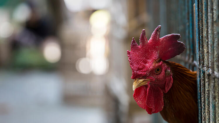 hühnerstall,geflügel, käfig, markt, hahn, vogelgrippe, geflügelpest, huhn,