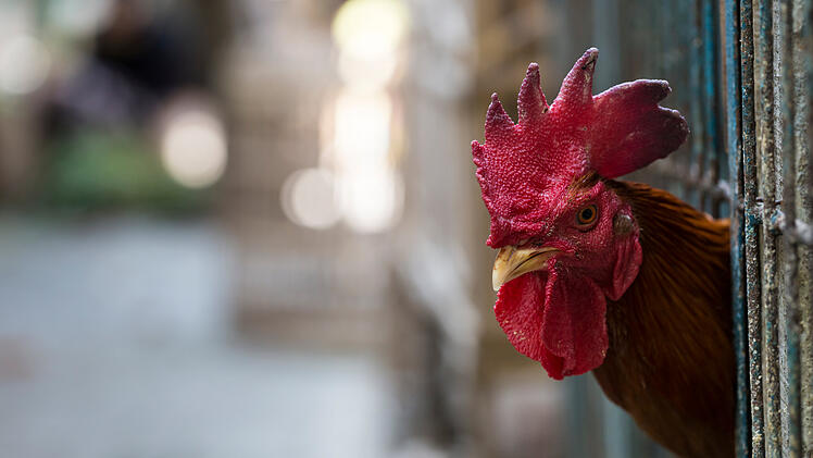 hühnerstall,geflügel, käfig, markt, hahn, vogelgrippe, geflügelpest, huhn,