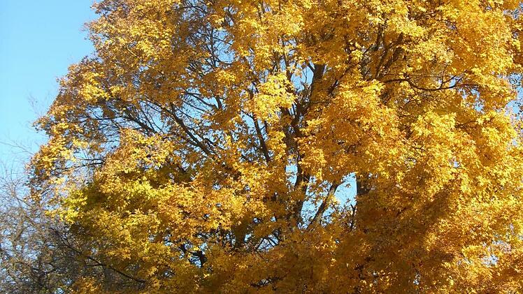 Userfoto; Siegfried Retsch