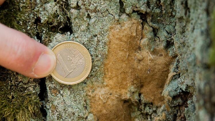 Mit einer Ein-Euro Münze lässt sich die Größe eines Eigeleges des Schwammspinners veranschaulichen.   Foto: Nicolas Armer/dpa