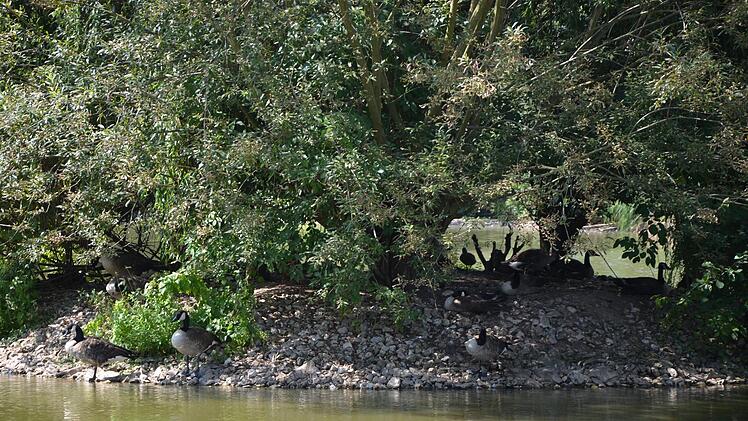 Die aktuelle Hitze verscheucht die Tiere: Sie suchen Schatten, wie am gestrigen Freitag am Wiwaweiher.