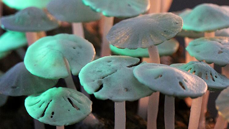 Coburg: Glaskunst und Klimaschutz? - Sonderf&uuml;hrung auf Veste l&auml;dt zu Gespr&auml;chen ein