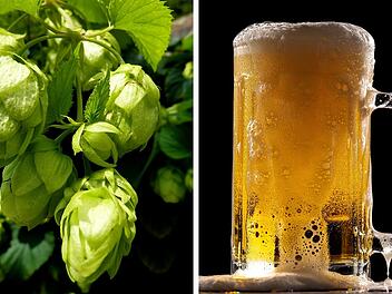 Bierproduktion trotz schlechter Hopfenernte nicht in Gefahr