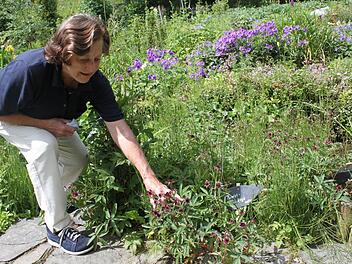 Brandenstein hegt und pflegt ihren Garten, eine Besonderheit darin ist die Sumpfblutorange. Foto: Veronika Schadeck