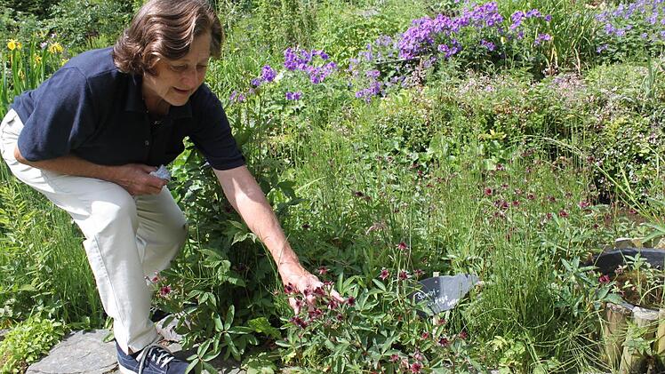 Brandenstein hegt und pflegt ihren Garten, eine Besonderheit darin ist die Sumpfblutorange. Foto: Veronika Schadeck