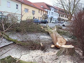 Am Morgen nach der Bauausschusssitzung wurden die Kastanien gefällt. Foto: Andreas Dorsch