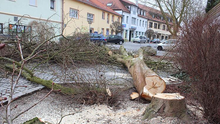 Am Morgen nach der Bauausschusssitzung wurden die Kastanien gefällt. Foto: Andreas Dorsch